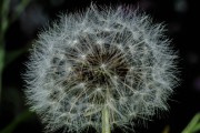 Pusteblume