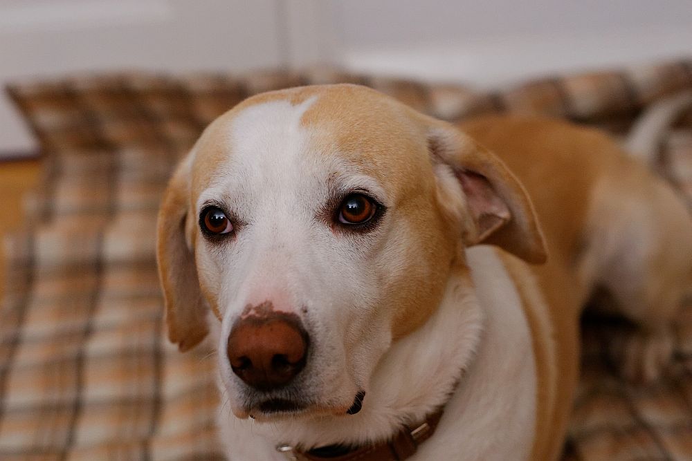 Hund auf passender Decke