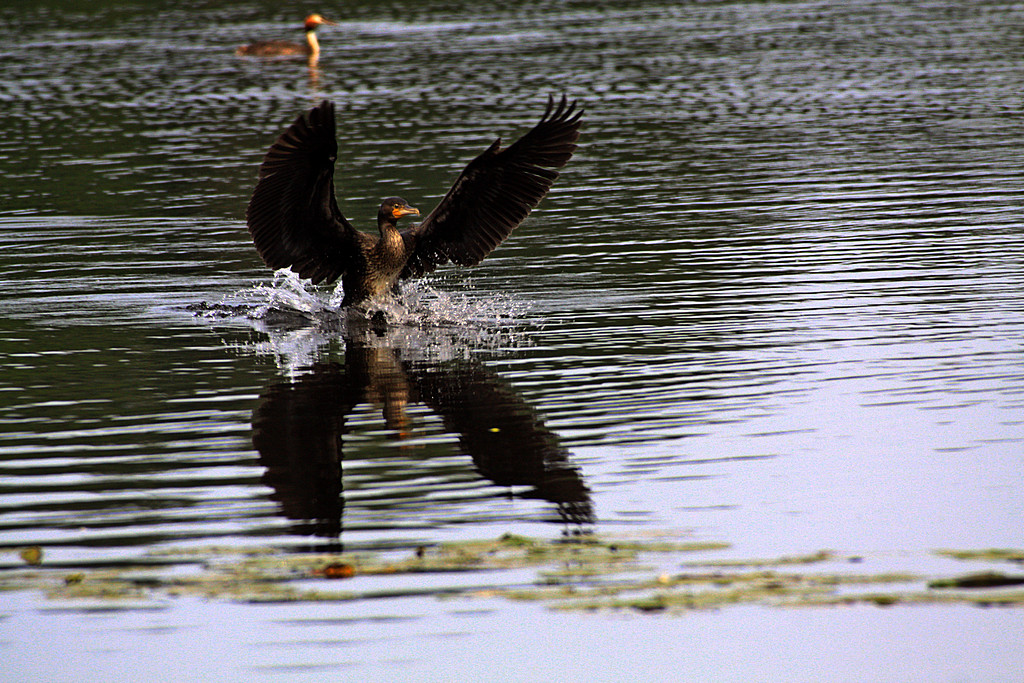 Kormoran Wasserlandung