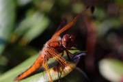 Libelle beim Sonnenbad