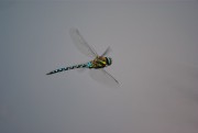 Libelle im Flug schwebend