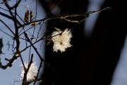 Clematis im Herbst