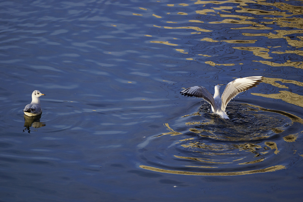 Goldenes Wasser mit Mwe