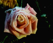Kalte Rose