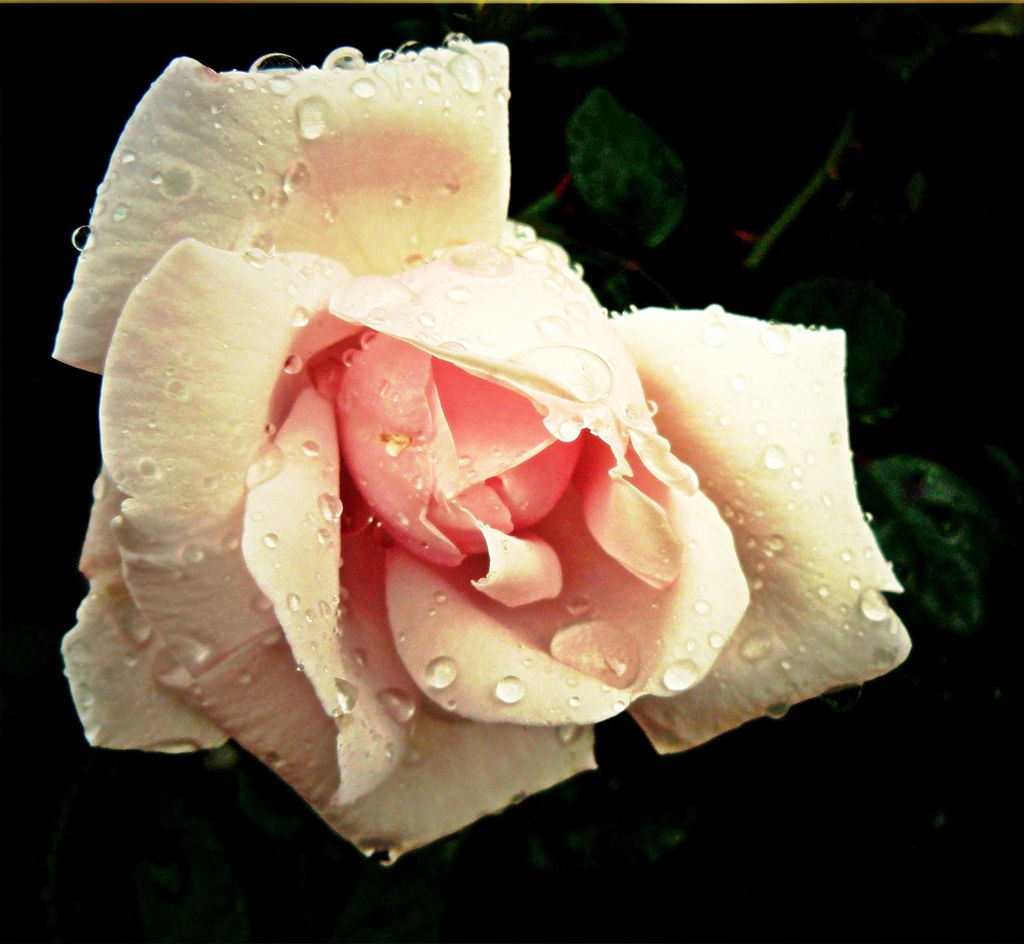 Rose nach dem Regen