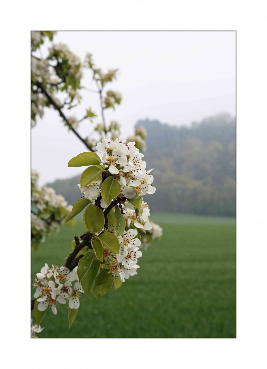 Baumblte am Lilienstein