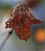 Herbstblatt