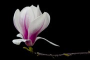 Magnolienblte