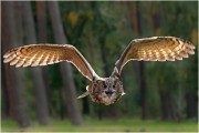 Uhu im Wildpark Klein-Auheim