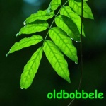 Avatar von oldbobbele